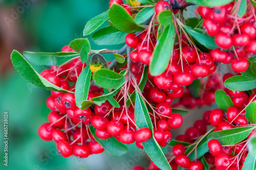 Pyracantha crenulata, Red fruits of the evergreen plant Pyracantha photo