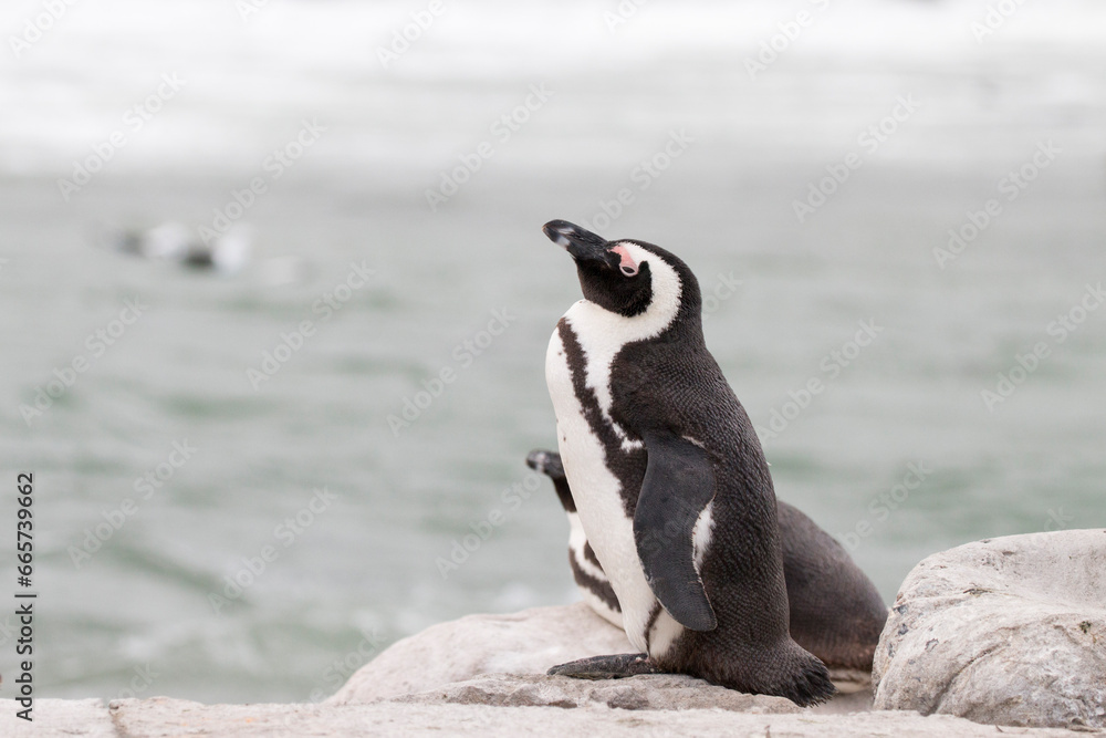 Obraz premium portrait of an African jackass penguin on the rocky shore, Stony Point, Betty's Bay, Western Cape, South Africa