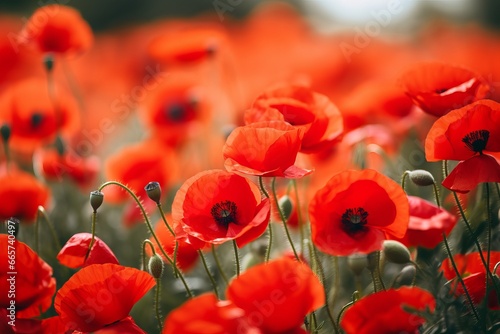 Red poppy flower field symbol for remembrance of death. Eternal peace