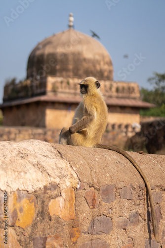 Canvas Print Northern plains gray langur, sacred langur, Bengal sacred langur, Hanuman langur - Semnopithecus entellus sitting on wall with temple in background