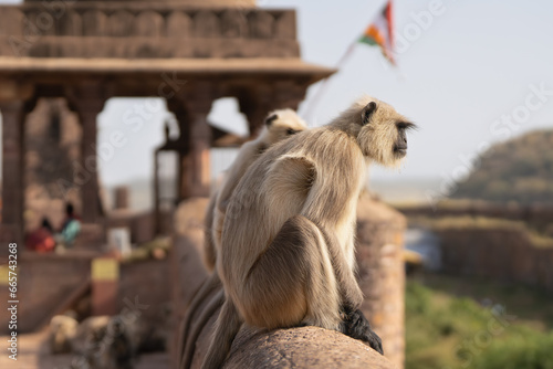 Northern plains gray langur, sacred langur, Bengal sacred langur, Hanuman langur - Semnopithecus entellus sitting on wall. Photo from Ranthambore Fort in Rajasthan, India. 