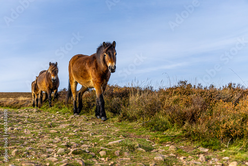 Wild ponies of England in Exmoor National park © Alexey Fedorenko