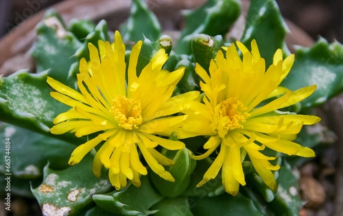 Succulent plant with succulent leaves (Faucaria tigrina) photo