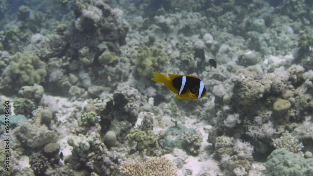 Little clownfsh turning around and swimming towards the camera in 4k Little clownfsh turning around and swimming towards the camera in 4k