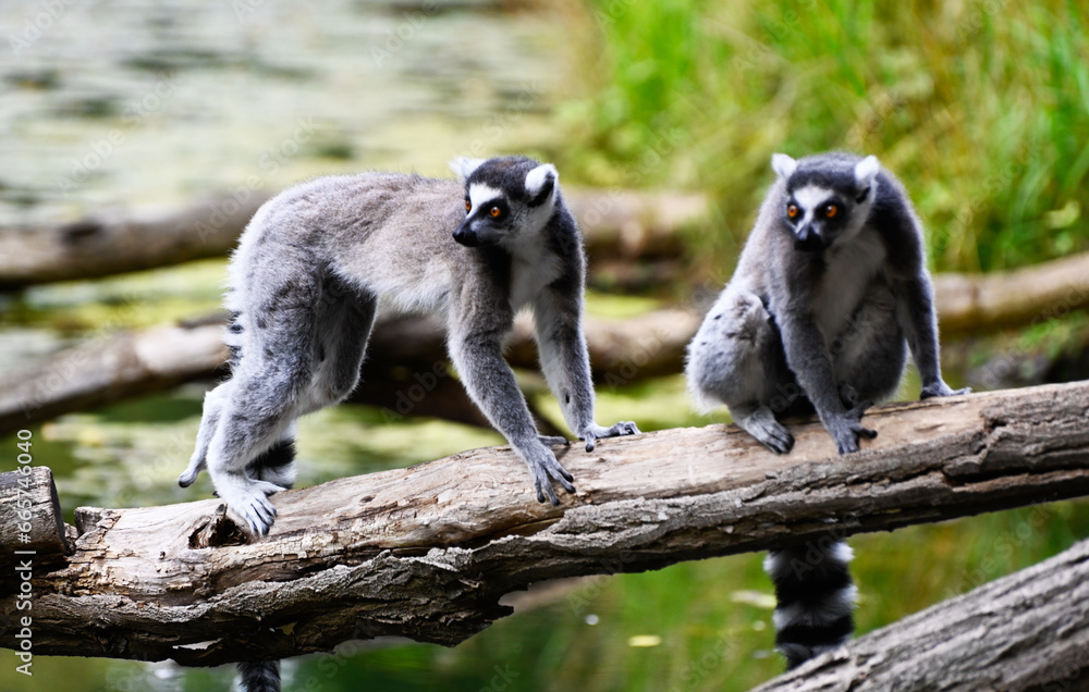 Obraz premium Two ring-tailed lemurs on a branch