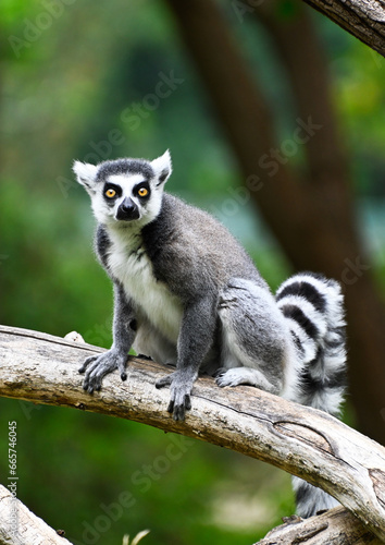A ring-tailed lemur on a tree looks the enviroment in alert © superpapero