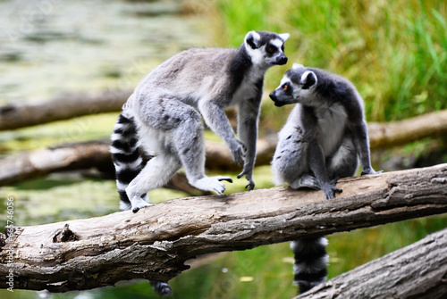 ring tailed lemurs on a branch in the forest