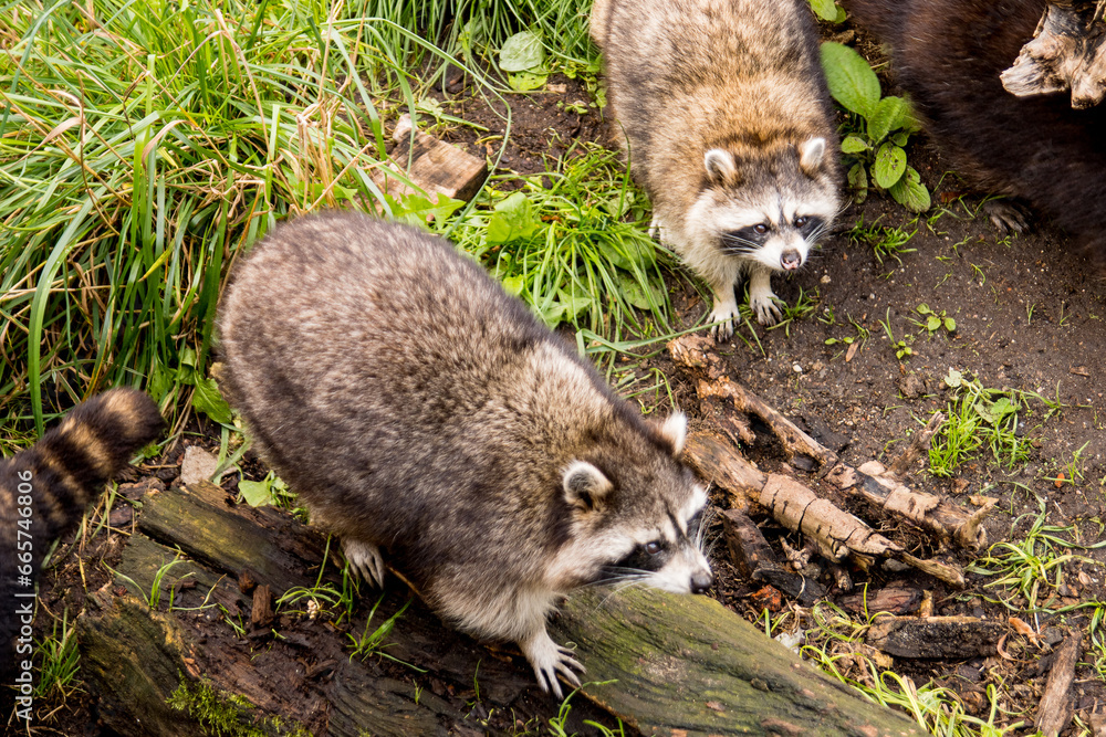 Curious striped raccoons frolic on the grass among the tree roots. Curious striped raccoons frolic on the grass among the tree roots.