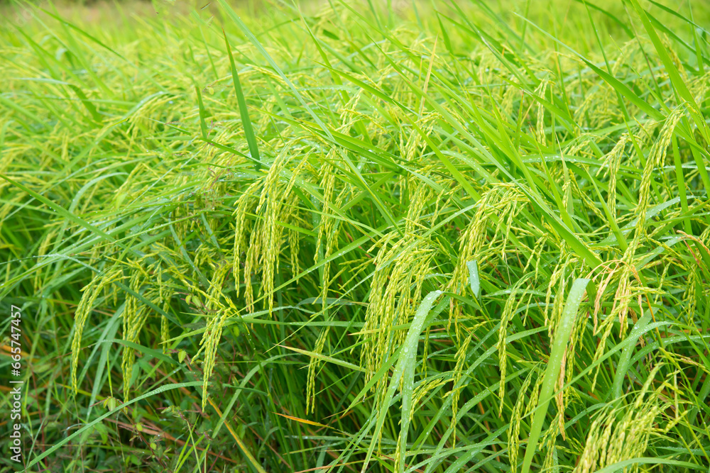 Thai jasmine rice fields.Fresh green rice fields, the best jasmine rice in the world.organic farming concept. Thai jasmine rice fields.Fresh green rice fields, the best jasmine rice in the world.organic farming concept.