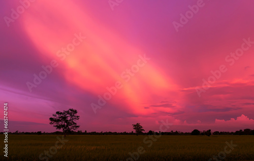 Amazing sunset and sunrise.Panorama silhouette tree in africa with sunset.Dark tree on open field dramatic sunrise.Safari theme.Giraffes.rhinoceros. photo