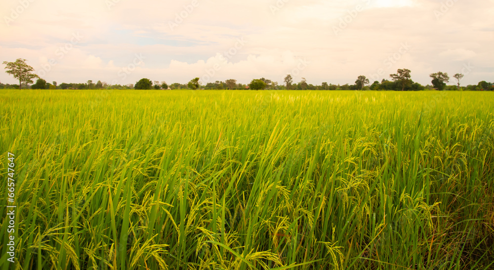 Thai jasmine rice fields.Fresh green rice fields, the best jasmine rice in the world.organic farming concept. Thai jasmine rice fields.Fresh green rice fields, the best jasmine rice in the world.organic farming concept.