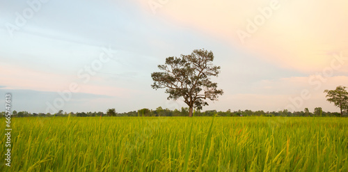 Thai jasmine rice fields.Fresh green rice fields  the best jasmine rice in the world.organic farming concept.