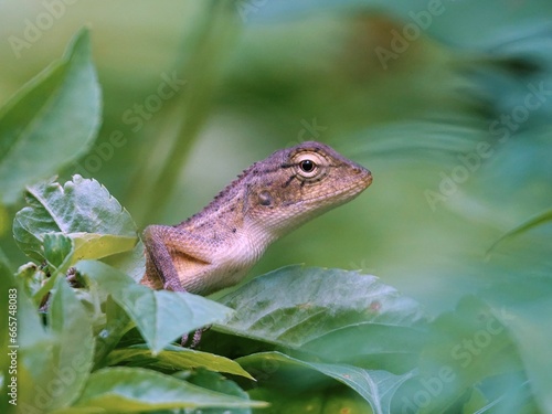 Closeup of a lizard perched on a green leaf