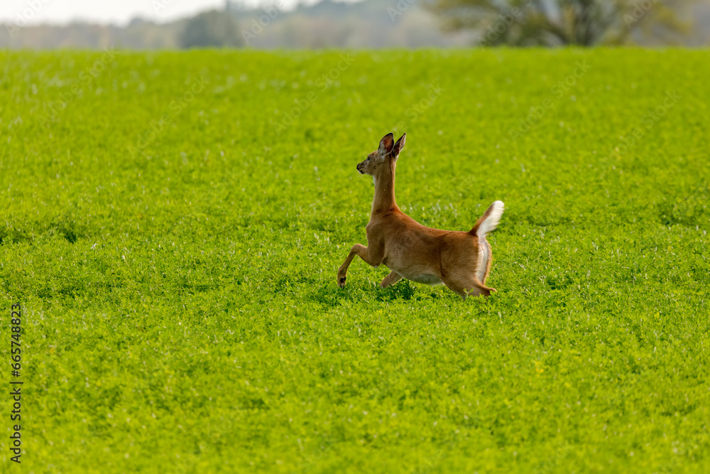 White - tailed deer (Virginia deer) in a field White - tailed deer (Virginia deer) in a field