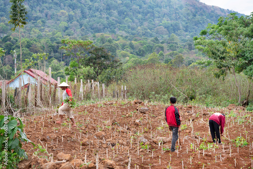 Lao farm laborers working on agricultural land,in Champasak province,southern Laos. photo