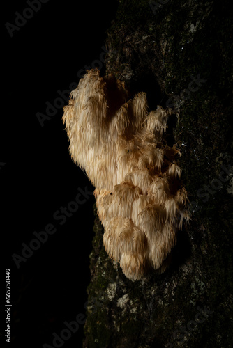Lion's Mane Mushroom 