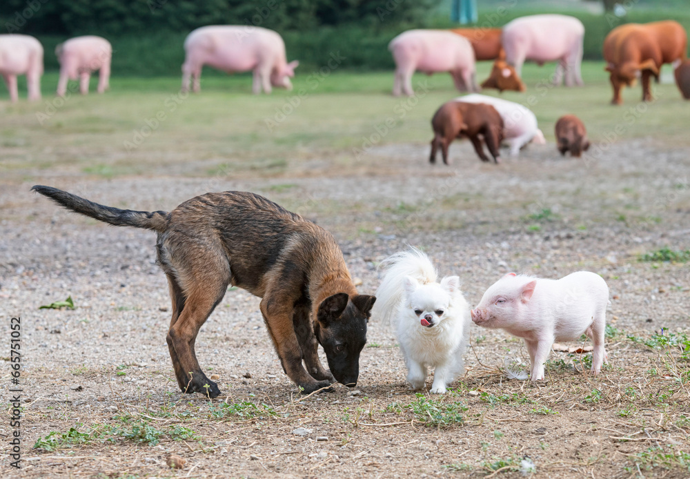 pig and dogs in farm pig and dogs in farm