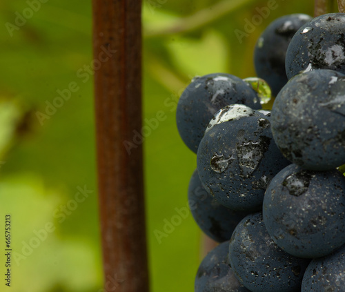 Colorful raisin in a vinyard