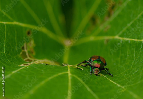 Japanese beetle eating a vine leaf in a vineyard