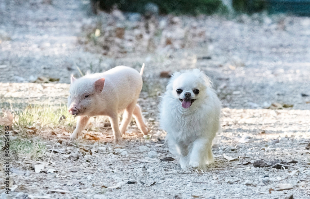 miniature pig and chihuahua