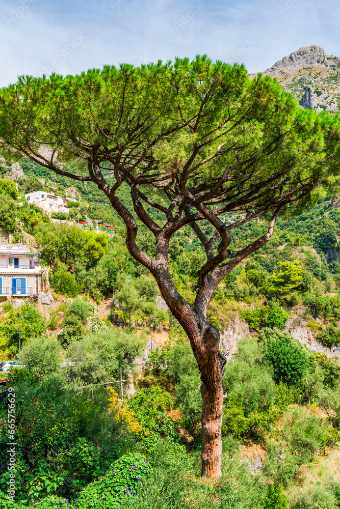 Stone pine tree in Positano - picturesque village on Amalfi coast in Campania, Italy