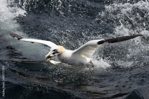 A Gannet seabird catching a fish in the sea in the Shetlands