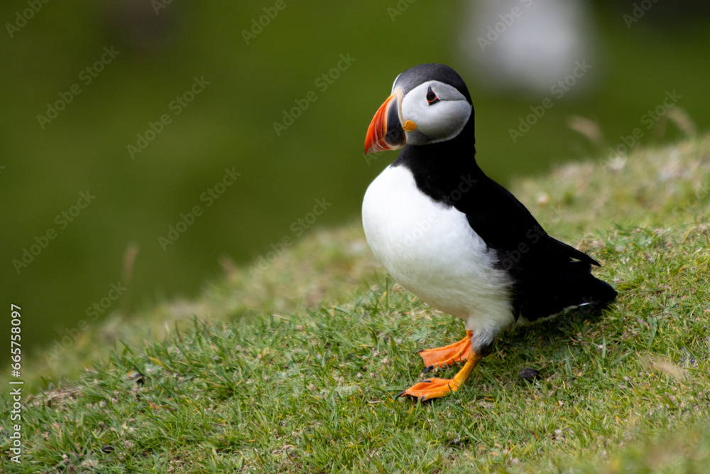 Naklejka premium A Puffin perched on the grass on a cliff top in the Shetlands
