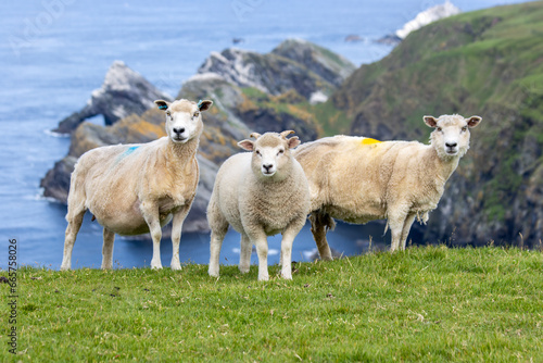 Three sheep on a clifftop overlooking the sea in the Shetlands