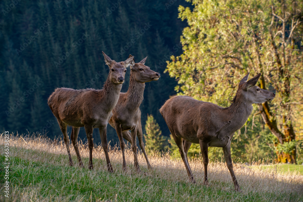 Rotwild im Herbst Rotwild im Herbst