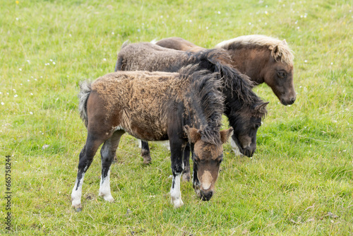 Three Shetland Pony Foals standing on the grass