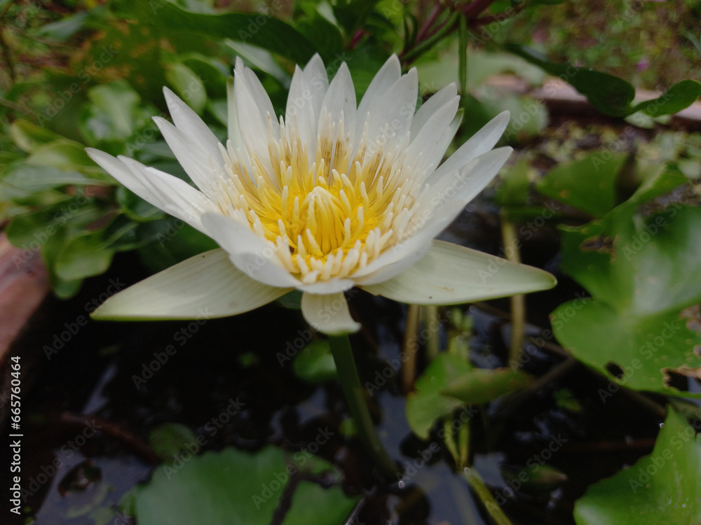white water lily,Beautiful waterlily or lotus flower in pond white water lily,Beautiful waterlily or lotus flower in pond