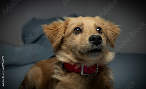 Un cachorro amarillo, rescatado, mirando hacia arriba photo