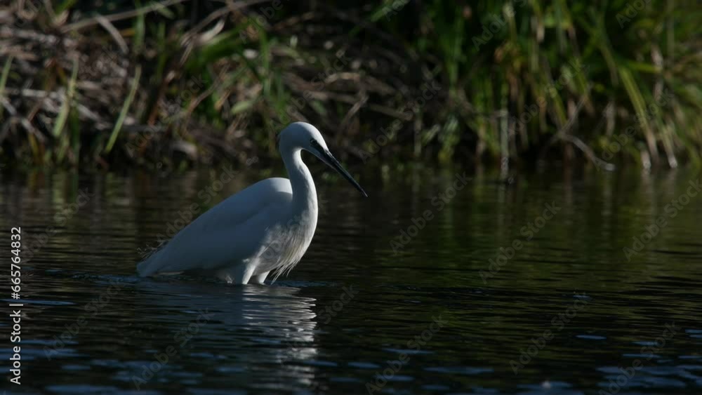 Little Egret (Egretta garzetta) hunting in a stream, vibrating its feet to disturb animals in the mud. Kent, UK. Little Egret (Egretta garzetta) hunting in a stream, vibrating its feet to disturb animals in the mud. Kent, UK.