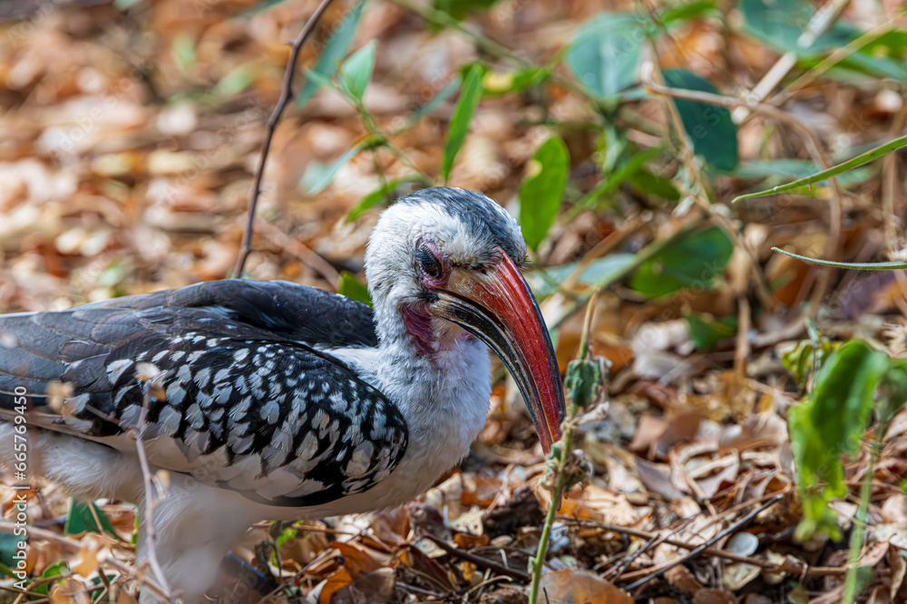 Naklejka premium bird