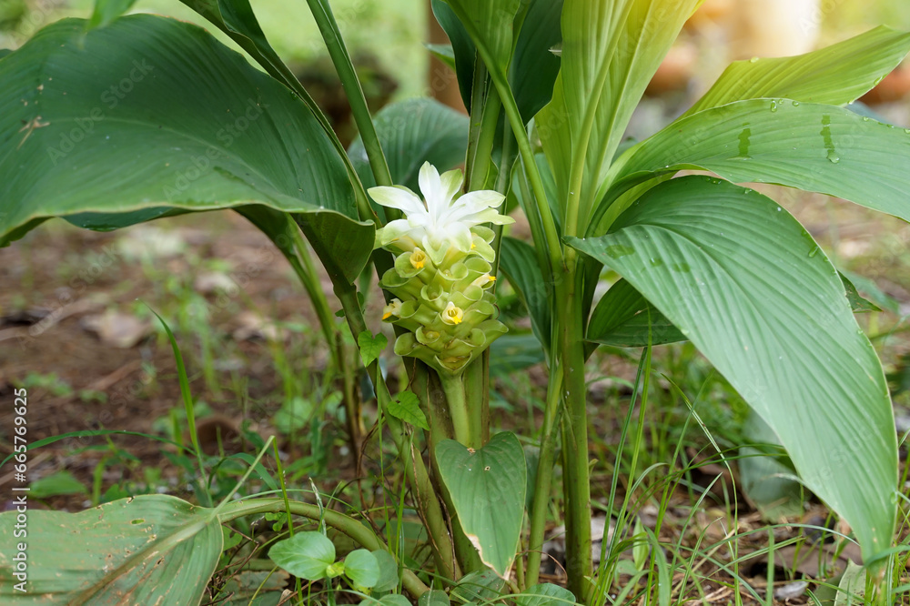 Obraz premium Turmeric flowers are cylindrical inflorescences. The flowers are pale yellow with pinkish-green decorated petals. The rhizome has medicinal properties in treating skin diseases. bloating Stomach ulcer