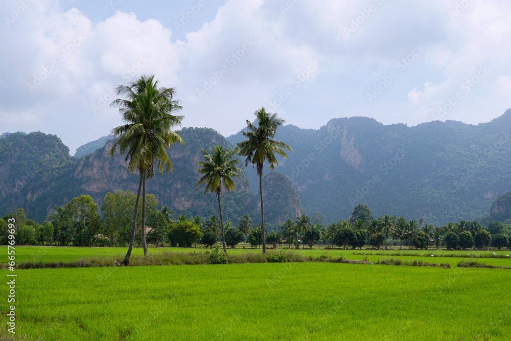 View of rice fields in the rainy season in central Thailand with vast green rice fields. There are coconut trees growing along the rice fields. In the background is a mountain range covered with trees View of rice fields in the rainy season in central Thailand with vast green rice fields. There are coconut trees growing along the rice fields. In the background is a mountain range covered with trees