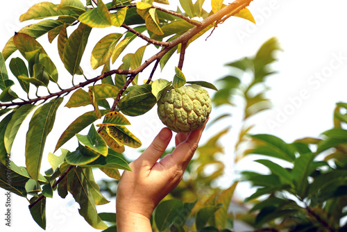 Hand holding the Sugar apple on the tree, which is a rather round cluster. The bark is green and rough with rounded bumps. Each cavity inside the fruit has white flesh covering the seed. photo