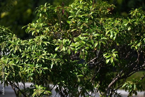 アセビ実」の写真素材 | 79件の無料イラスト画像 | Adobe Stock