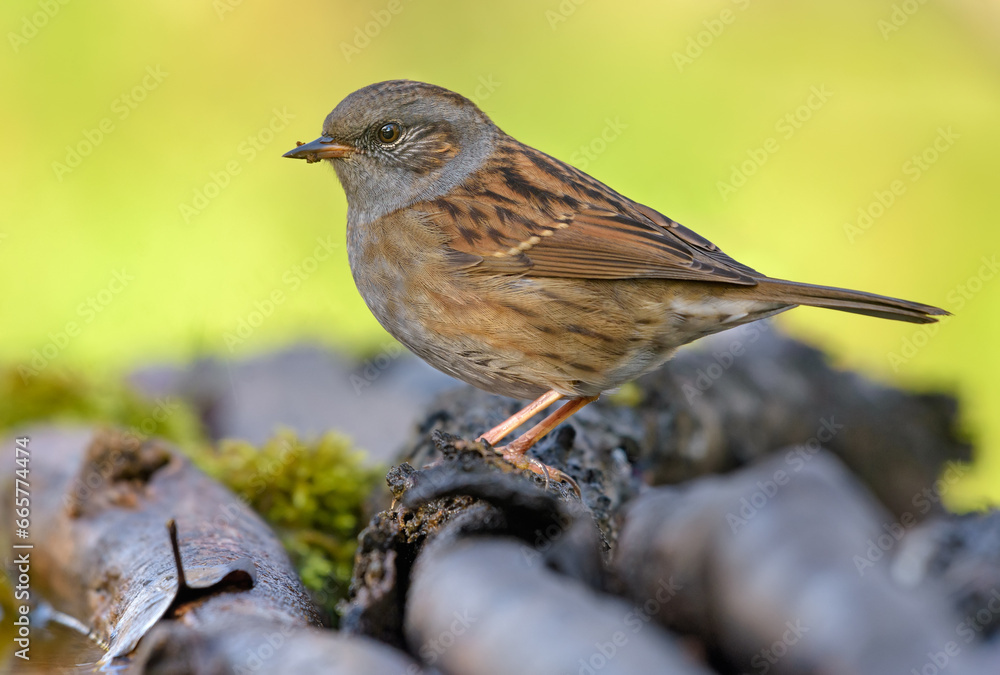 Full body photo of Dunnock (prunella modularis) standing on pile of old mossy branches in colorful surroundings Full body photo of Dunnock (prunella modularis) standing on pile of old mossy branches in colorful surroundings
