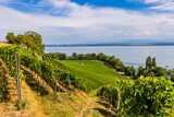 Vue sur le Lac de Neuchâtel et les vignobles de Bevaix en Suisse
