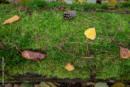 Texture of moss, leaves and cones in the forest