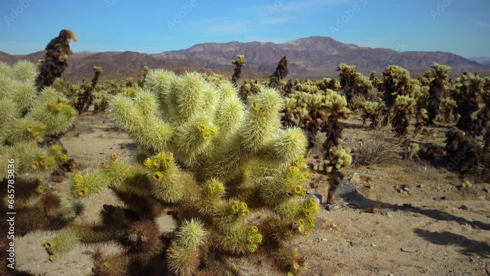 Оpuntia bigelovii (Teddy Bear Cholla), in the Cholla Cactus Garden Joshua Tree, CA Оpuntia bigelovii (Teddy Bear Cholla), in the Cholla Cactus Garden Joshua Tree, CA