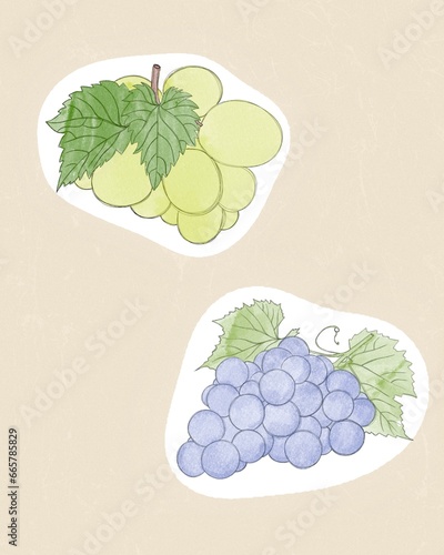 A bunch of grapes with round purple and green berries. Healthy vegetarian foo...