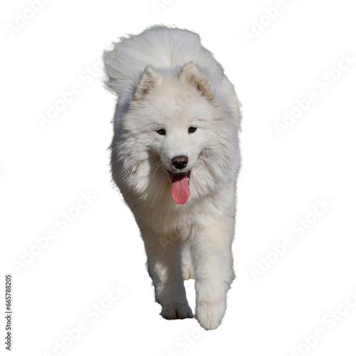 Front view of a cute walking white puppy samoyed dog.