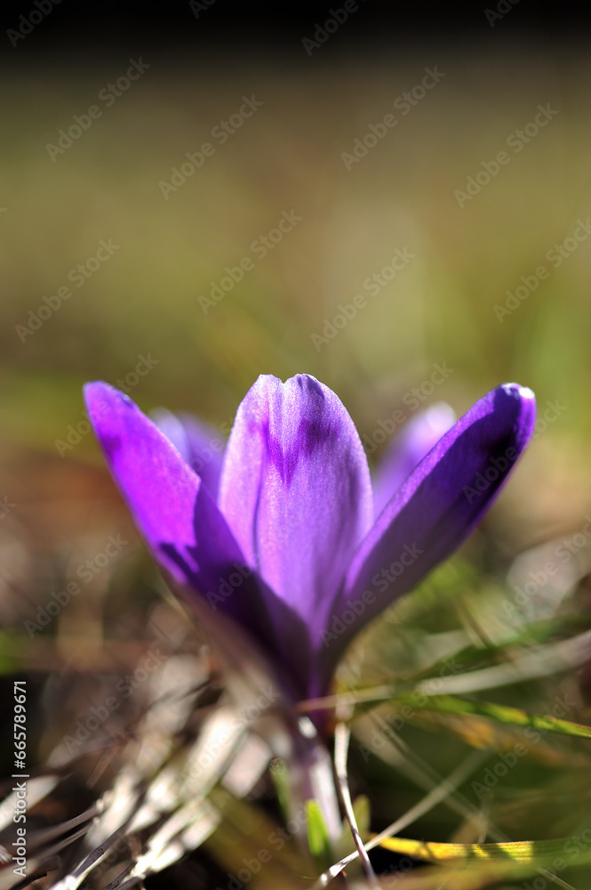 purple crocus flower in spring blooming purple crocus flower in spring blooming