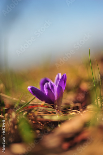 purple crocus flower in spring lit by the sun