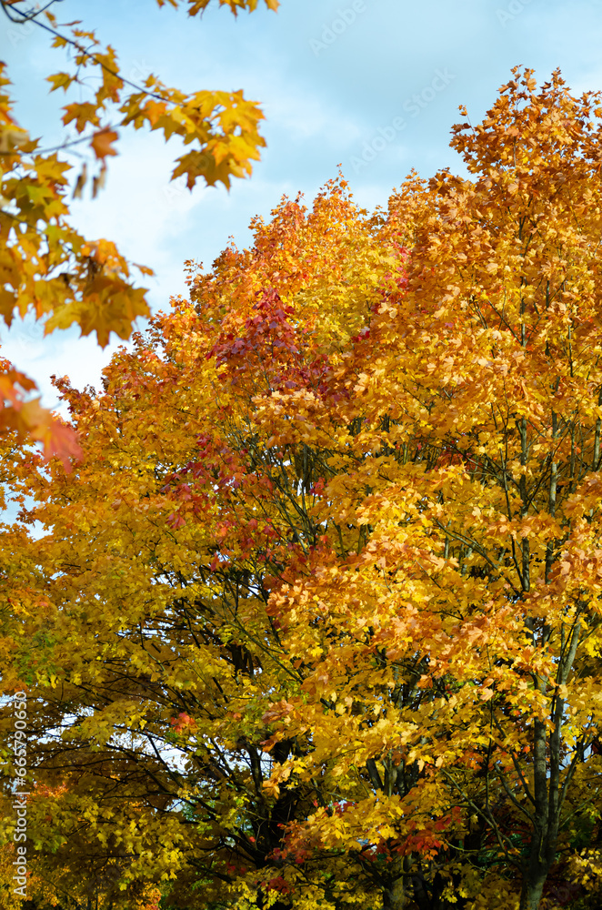 autumn in the park autumn in the park