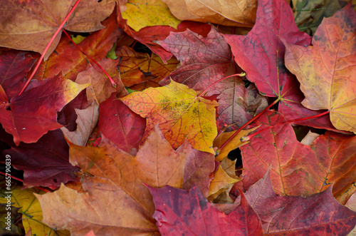 autumn leaves background