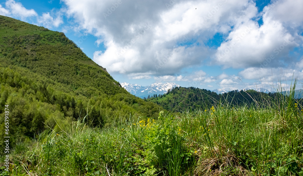 Mountain slopes covered with forest and green grass in the Caucasus.