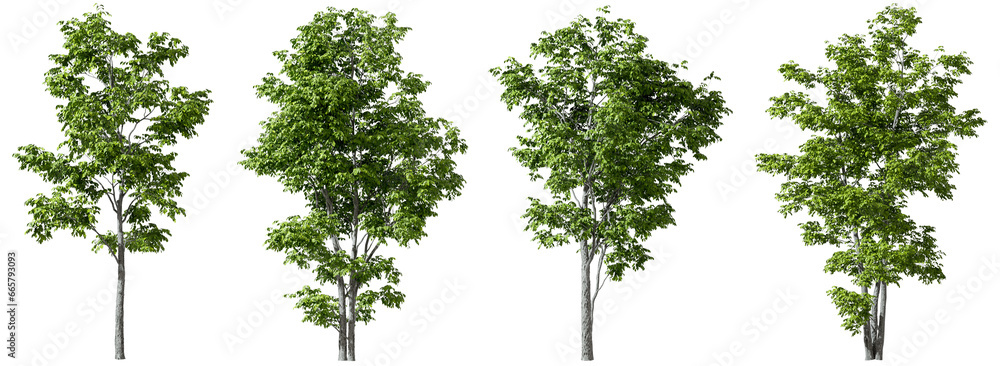 Trees decorate shapes set on transparent backgrounds 3d render png - obrazy, fototapety, plakaty 